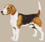 (image for) Beagle VI